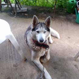 Kika profile