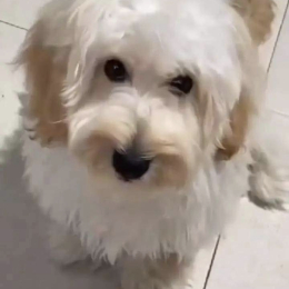 Prince profile