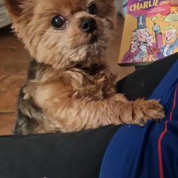 Willy profile
