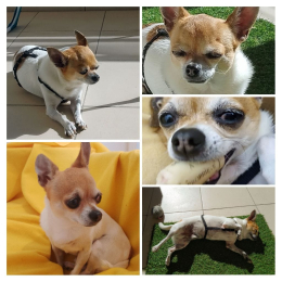 Cookie profile