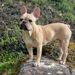 Rosbow 🐶 profile