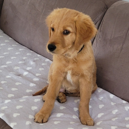 Suçuk profile