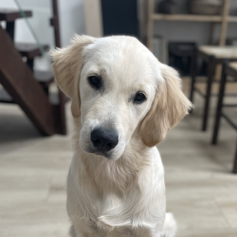 Simon profile