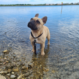 Pucken profile