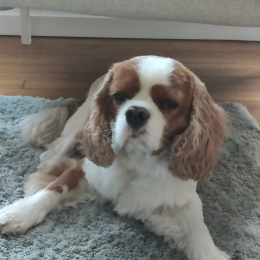Smendou profile