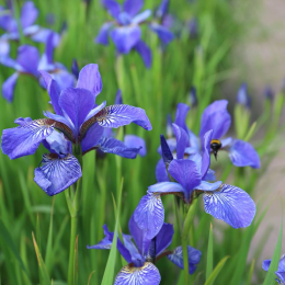 Iris profile