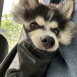 Mishka profile