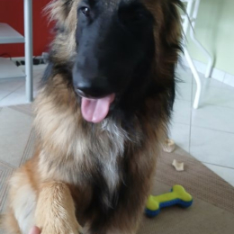Vito profile