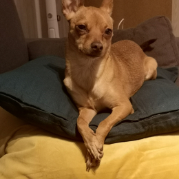 Didi profile