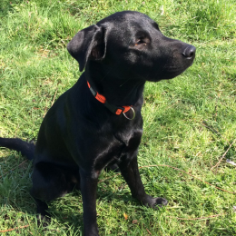 Rio profile