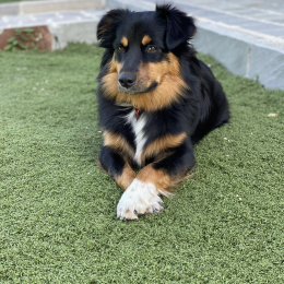 Saïan profile