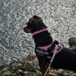 Pokette profile