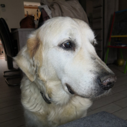 Elios profile