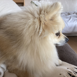 Ula profile