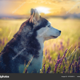 Lilas profile