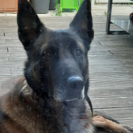 Sulky profile