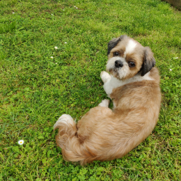 Paco profile
