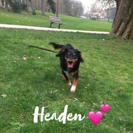 Headen profile