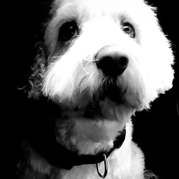 Charlie profile