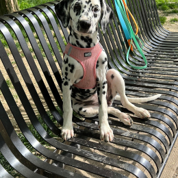 Pepper profile