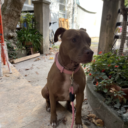 Nala profile