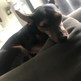 Nala profile