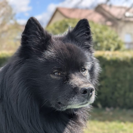 Tumma profile