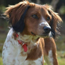 Nougat profile