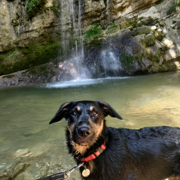 Pippa profile