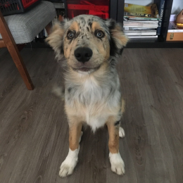 Albus profile