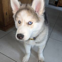 Thor profile