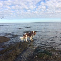 Hundi profile