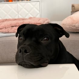 Spaik profile