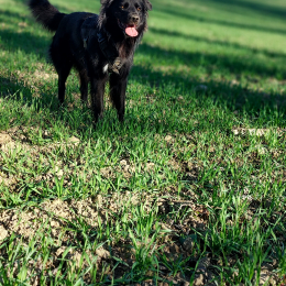 Jagger profile
