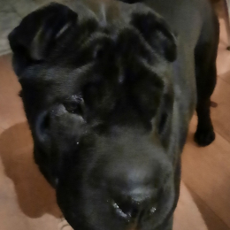 Ruby profile