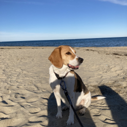 Mya profile