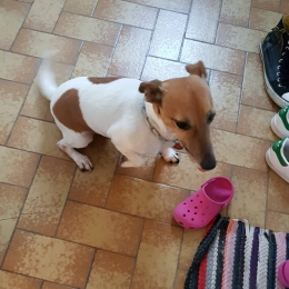 Lylo profile