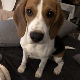 Lola profile