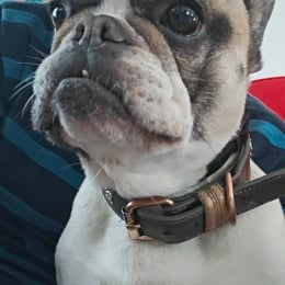 Nova profile