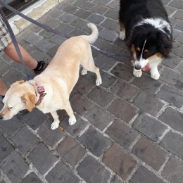 Shady et blanche profile