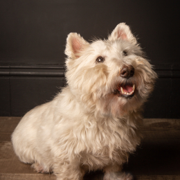 Scotty profile