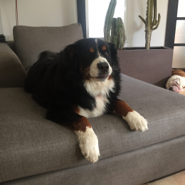 Zucchero profile