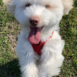 Doggo profile