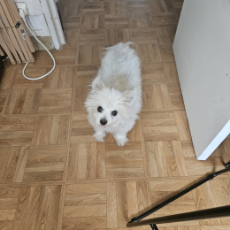 Pilou et lilou profile