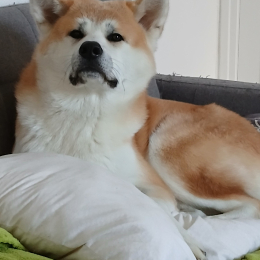 U'daigoro profile
