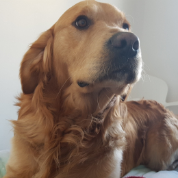 Mango profile