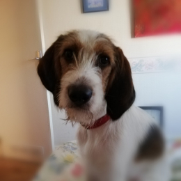 Titi profile