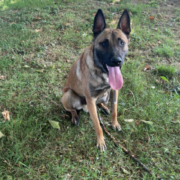 Vex vexon ou vexouille pour les intimes profile