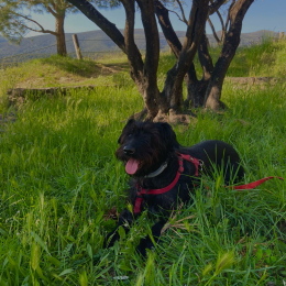 Sally profile