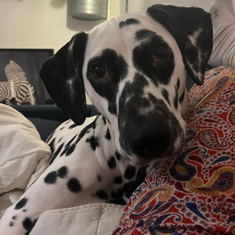 Thelma profile